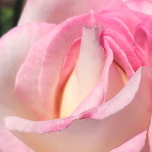 Meet your Posher, Janet